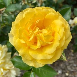 Meet your Posher, Jiwoon